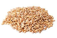 Malt Pale Ale Marris Otter 1 kilo