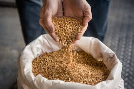 Malt Blé Ireks 25 kilo